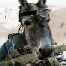 WardonkeY