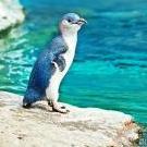 Blueguin