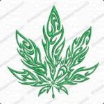 Canna710